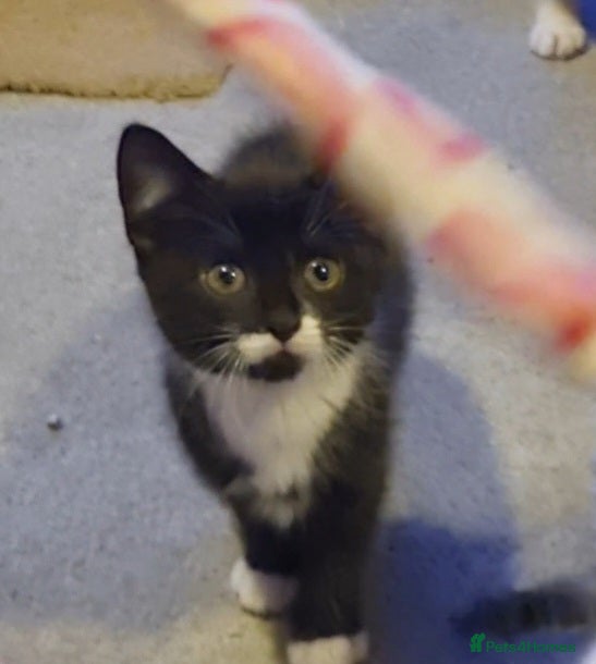 Domestic Shorthair cats Perfect Little Girl Kitten for Sale - Advert 10