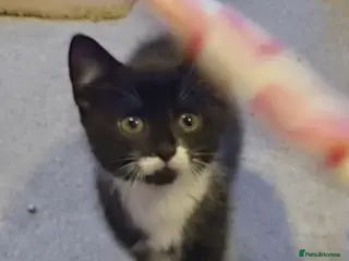 Domestic Shorthair cats Perfect Little Girl Kitten for Sale - Advert 11