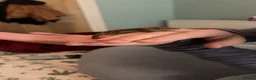 Gecko reptiles for sale: Crested gecko (full set up)  - Advert 4