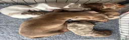 Miniature Dachshund dogs for sale: Beautiful miniature dachshund  in Wigan - Advert 7