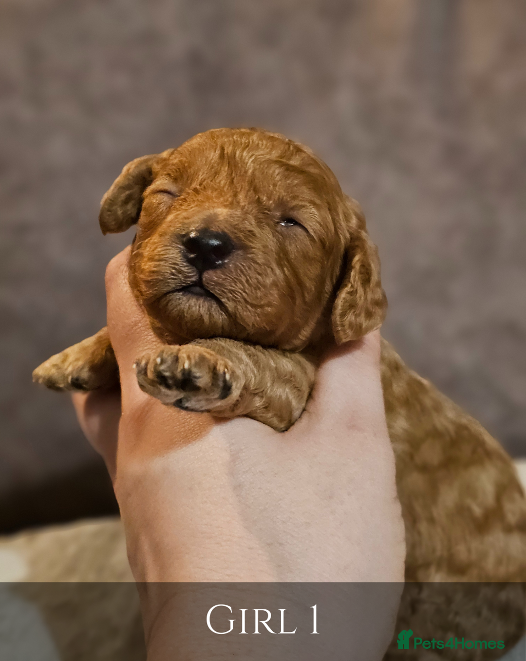 Cavapoo dogs for sale: 5 Beautiful Deep Red Cavapoo Pups - Advert 25