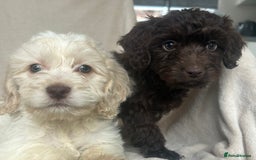Cockapoo dogs for sale: Cockapoo Puppies  - Image 4