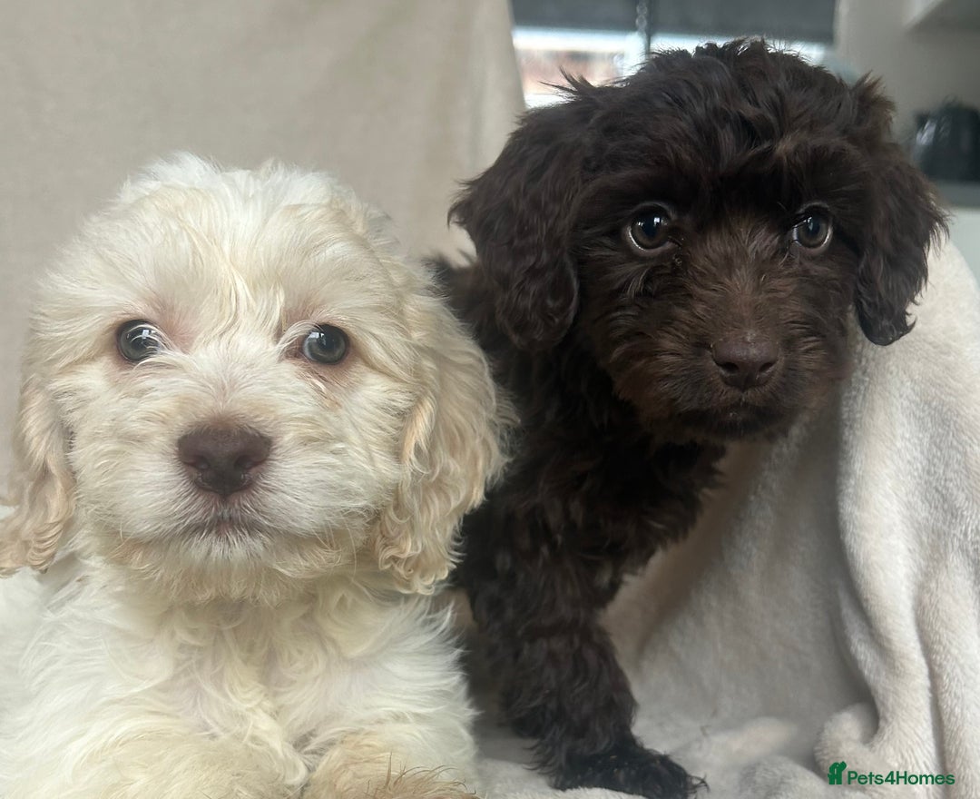 Cockapoo dogs for sale: Cockapoo Puppies  - Image 4