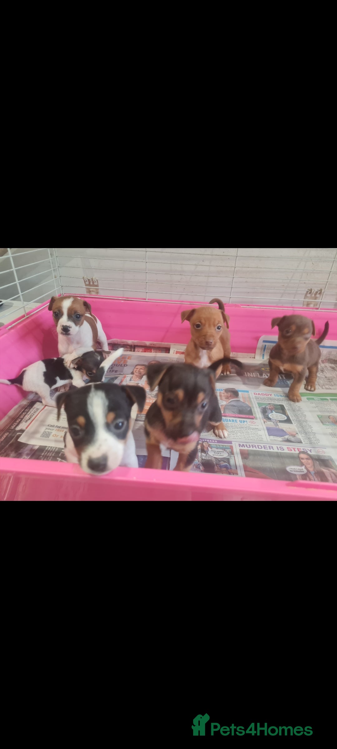 Jack Russell dogs for sale: 9 weeks old Jack Russel puppy's  - Image 2