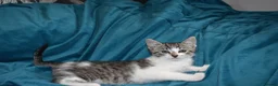Mixed Breed cats for sale: 6 Gorgeous kittens for sale - Advert 16