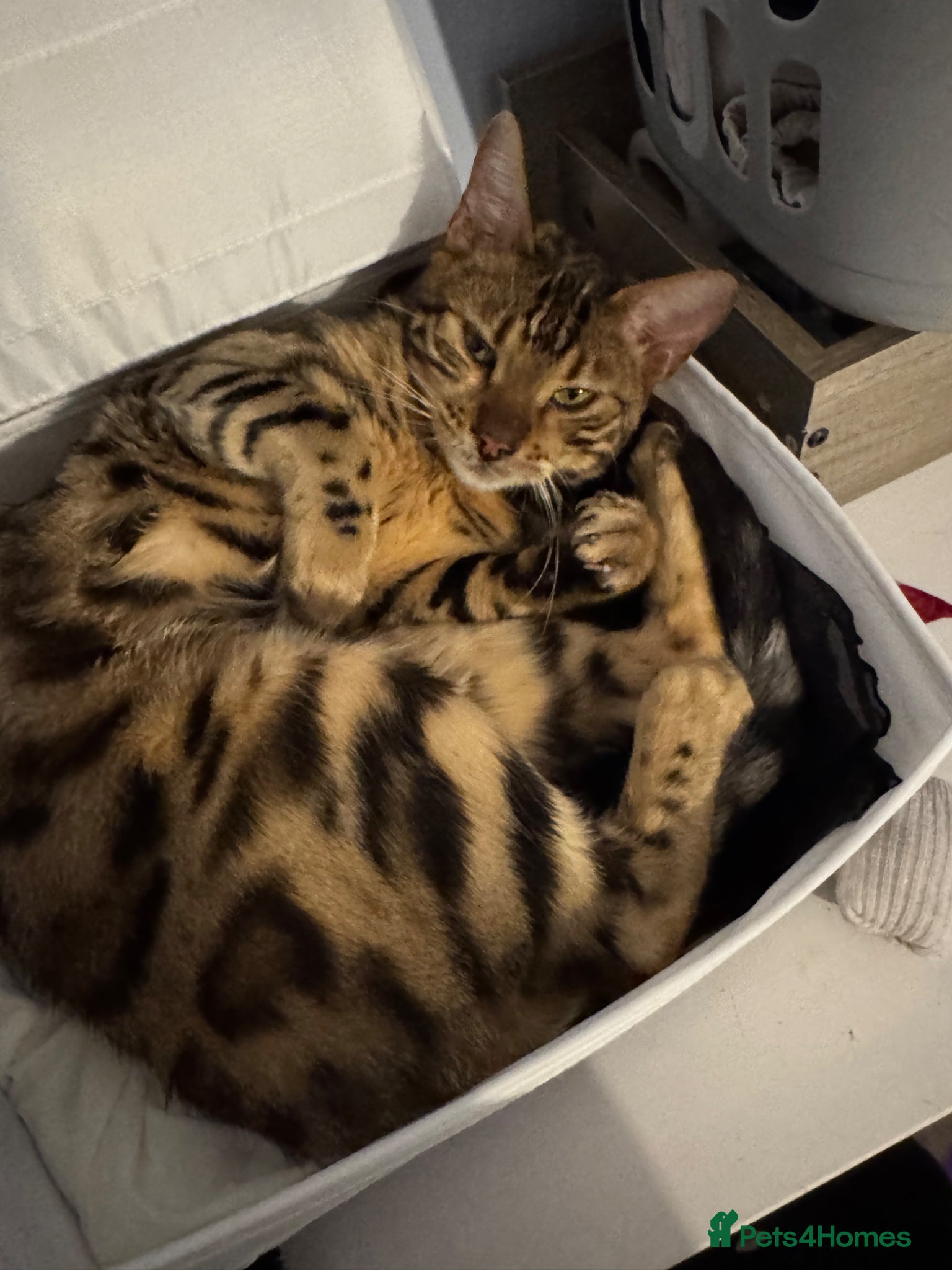Bengal cats brown spotted bengal girl  - Advert 6