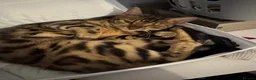 Bengal cats for sale: brown spotted bengal girl  in Bristol - Advert 1