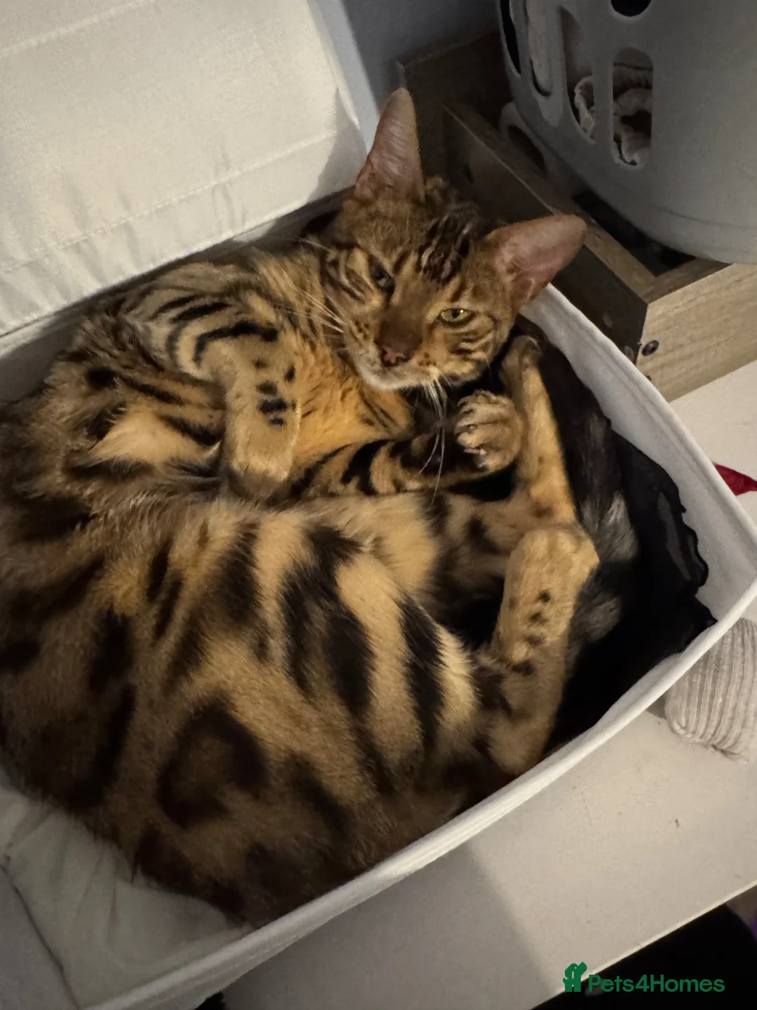 Bengal cats for sale: brown spotted bengal girl  in Bristol - Advert 1