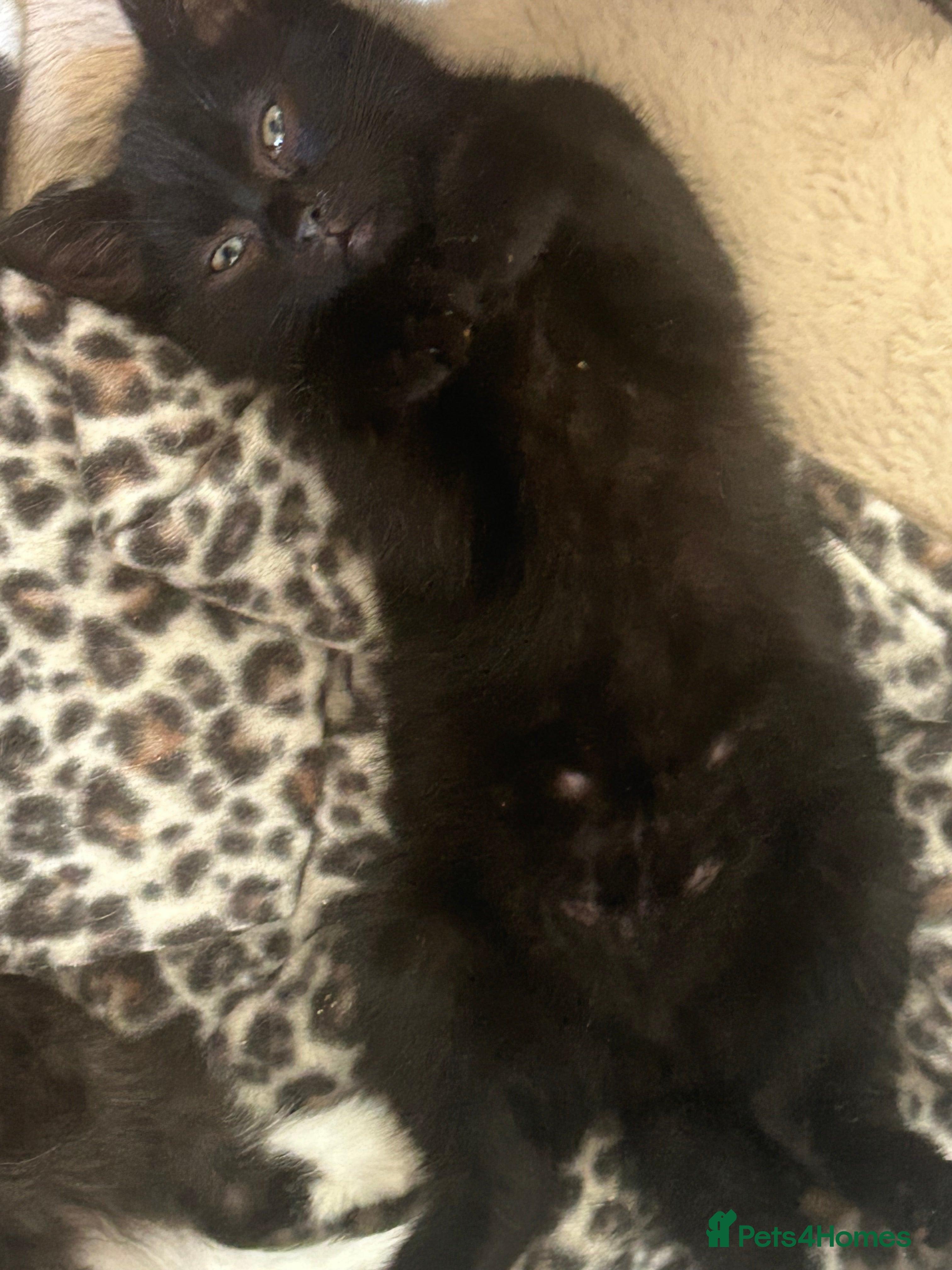 Domestic Shorthair cats Beautiful rescued kittens - Advert 7