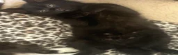 Domestic Shorthair cats for sale: Beautiful rescued kittens - Advert 1