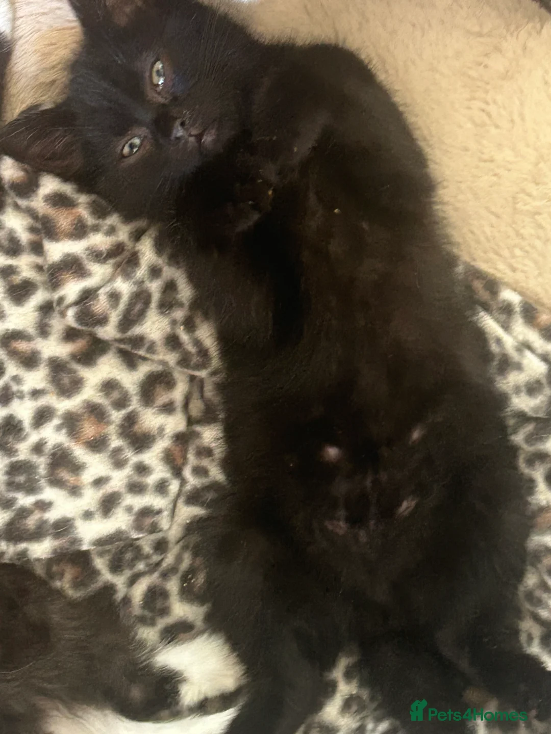 Domestic Shorthair cats for sale: Beautiful rescued kittens - Advert 1