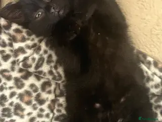 Domestic Shorthair cats Beautiful rescued kittens - Advert 6