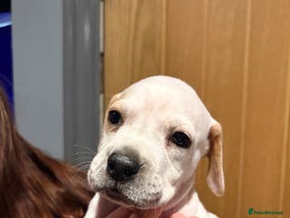 Pointer dogs Beautiful Pointer puppies for sale - Advert 2