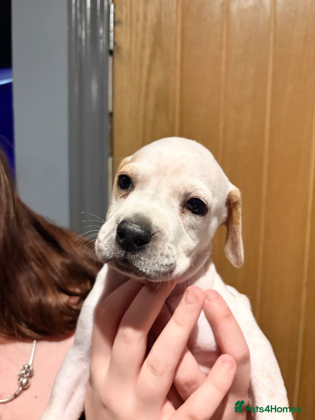 Pointer dogs for sale: Last gorgeous puppy looking for a loving home  - Advert 8