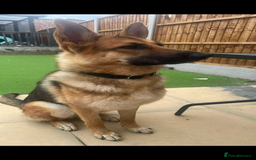 German Shepherd dogs for sale: 10 month old female German shepherd - Image 3
