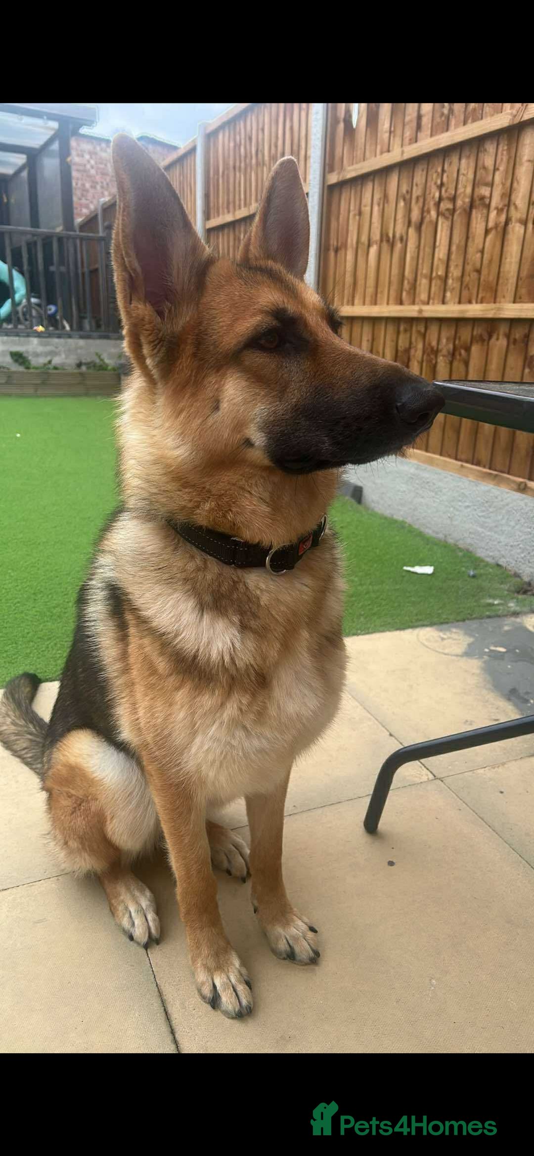 German Shepherd dogs for sale: 10 month old female German shepherd - Image 3