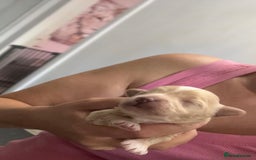 Maltipoo dogs for sale: F1 TINY TOY MALTIPOOS🩷health tested clear parents - Image 5