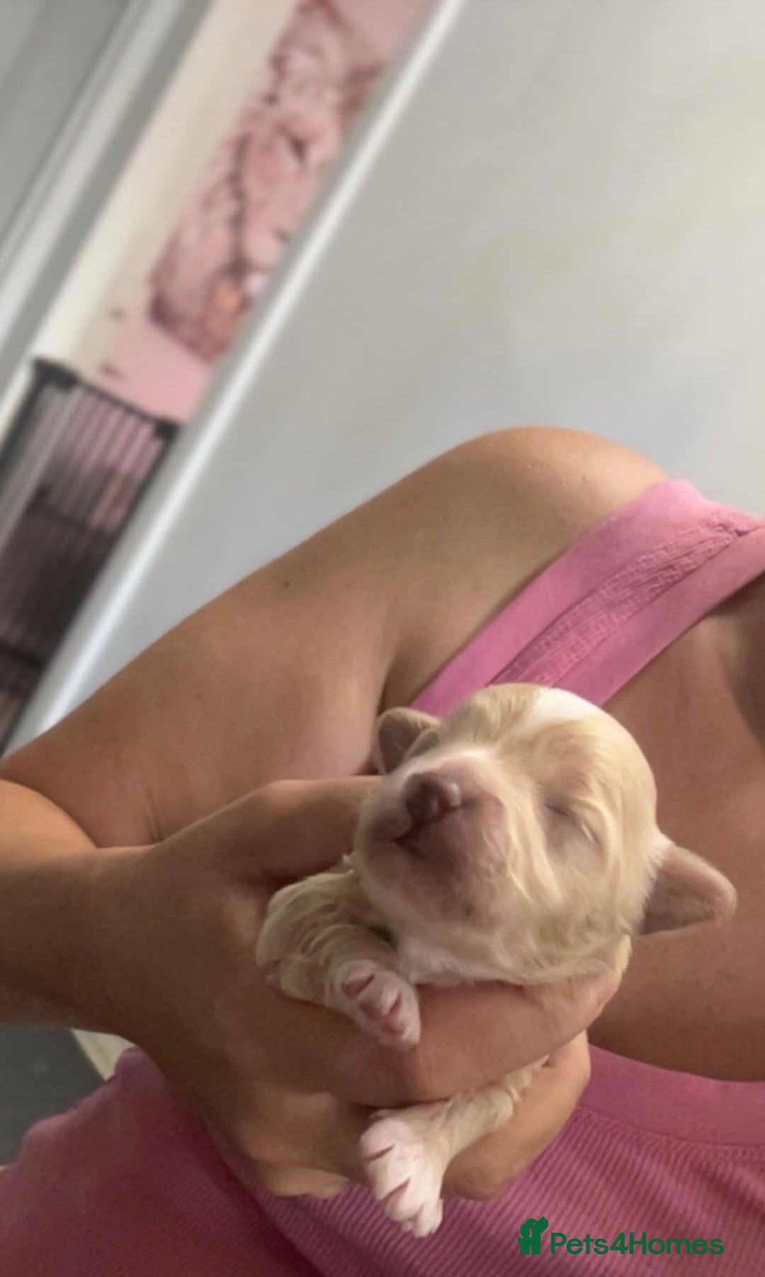 Maltipoo dogs for sale: F1 TINY TOY MALTIPOOS🩷health tested clear parents - Image 5