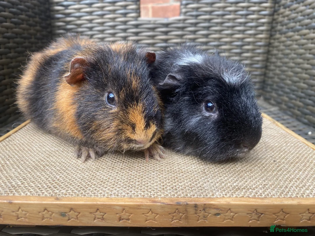Guinea Pig rodents for sale: Bonded pairs of guinea pigs available now - Advert 1