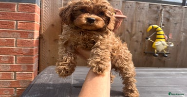 Cavapoo dogs - Advert 3