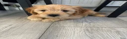 Goldendoodle dogs for sale: Mini golden doodles  - Advert 7