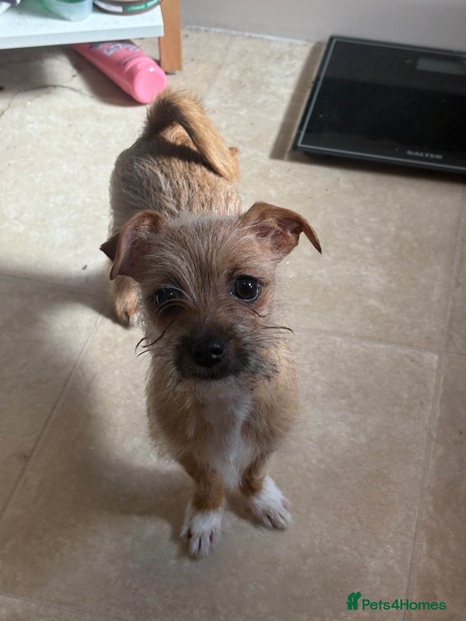 Mixed Breed dogs Chihuahua cross Lhasa apso cross Shih Tzu - Advert 1