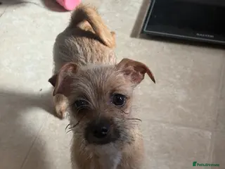 Mixed Breed dogs Chihuahua cross Lhasa apso cross Shih Tzu - Advert 1