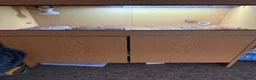 Hermann Tortoise reptiles for sale: Herman tortoise  in Braintree - Advert 5
