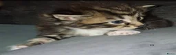 Maine Coon cats for sale: Maine coon cross kittens - Advert 5