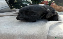 Cockapoo dogs for sale: Puppies - Image 3