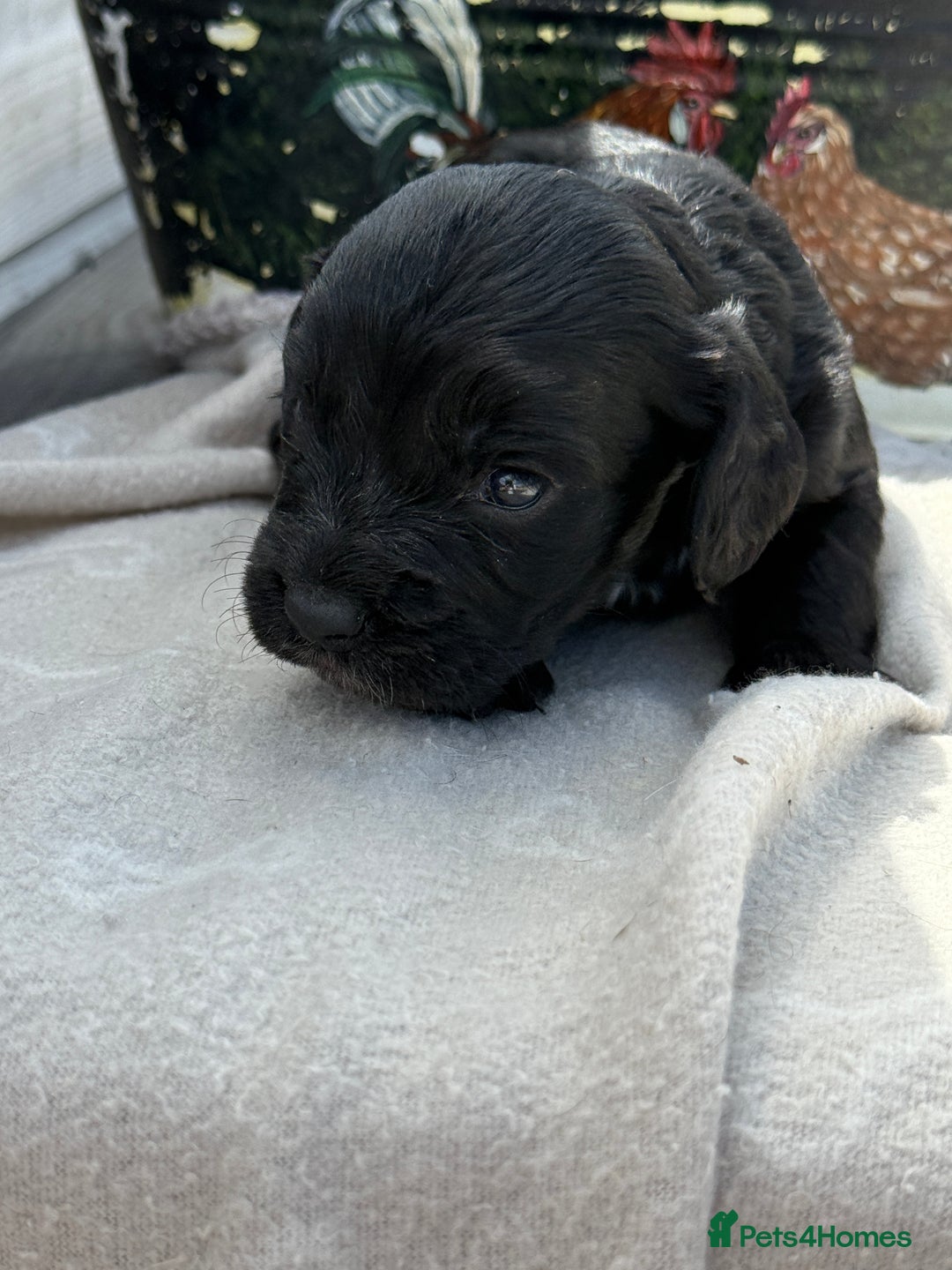 Cockapoo dogs for sale: Puppies - Image 3