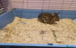 Netherland Dwarf rabbits for sale: girl rabbit  - Image 1
