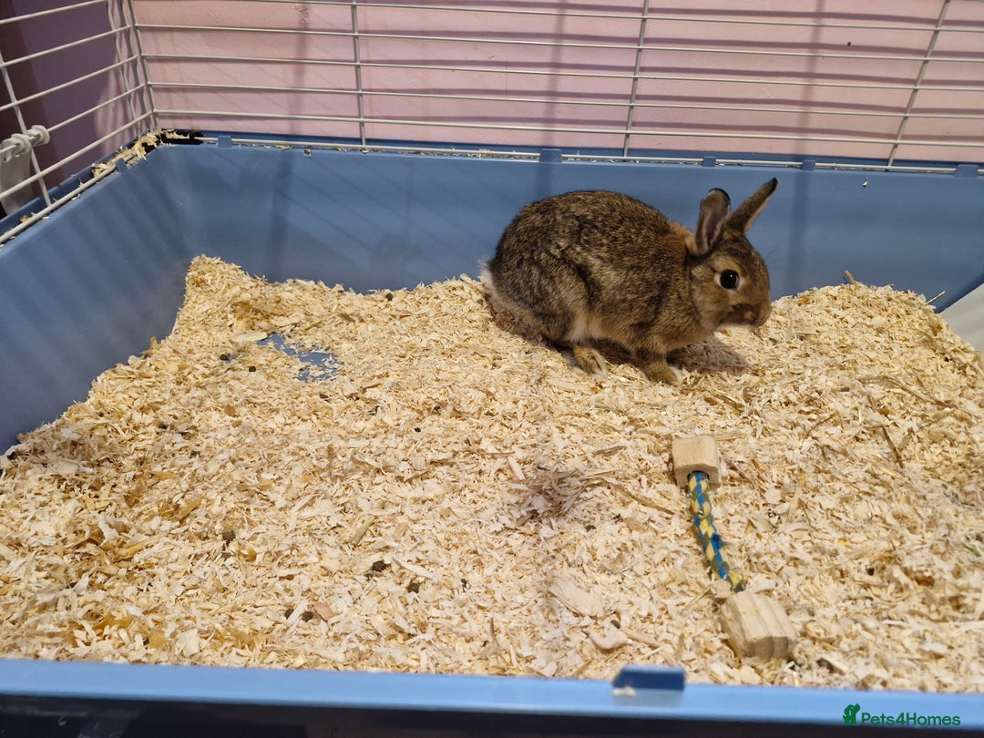 Netherland Dwarf rabbits for sale: girl rabbit  - Image 1
