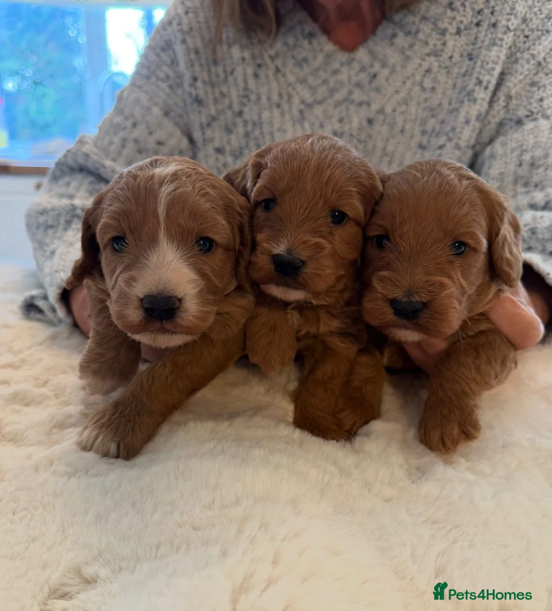 Cockapoo dogs for sale: BEAUTIFUL COCKAPOO BOYS - Advert 1