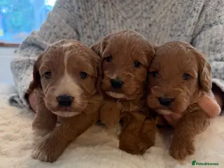 Cockapoo dogs BEAUTIFUL COCKAPOO BOYS - Advert 8