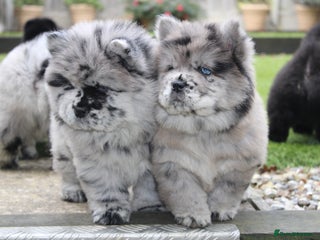 Chow Chow dogs Ocean Eyed Bear faced Chow Chows - Advert 7