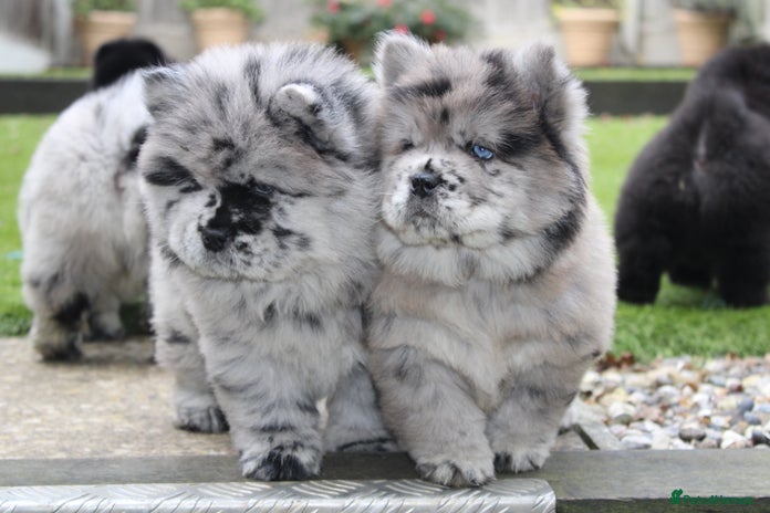 Chow Chow dogs Ocean Eyed Bear faced Chow Chows - Advert 1