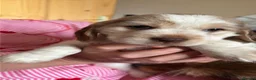 Mixed Breed dogs for sale: Lovely puppies needing a forever home. in Clitheroe - Advert 7