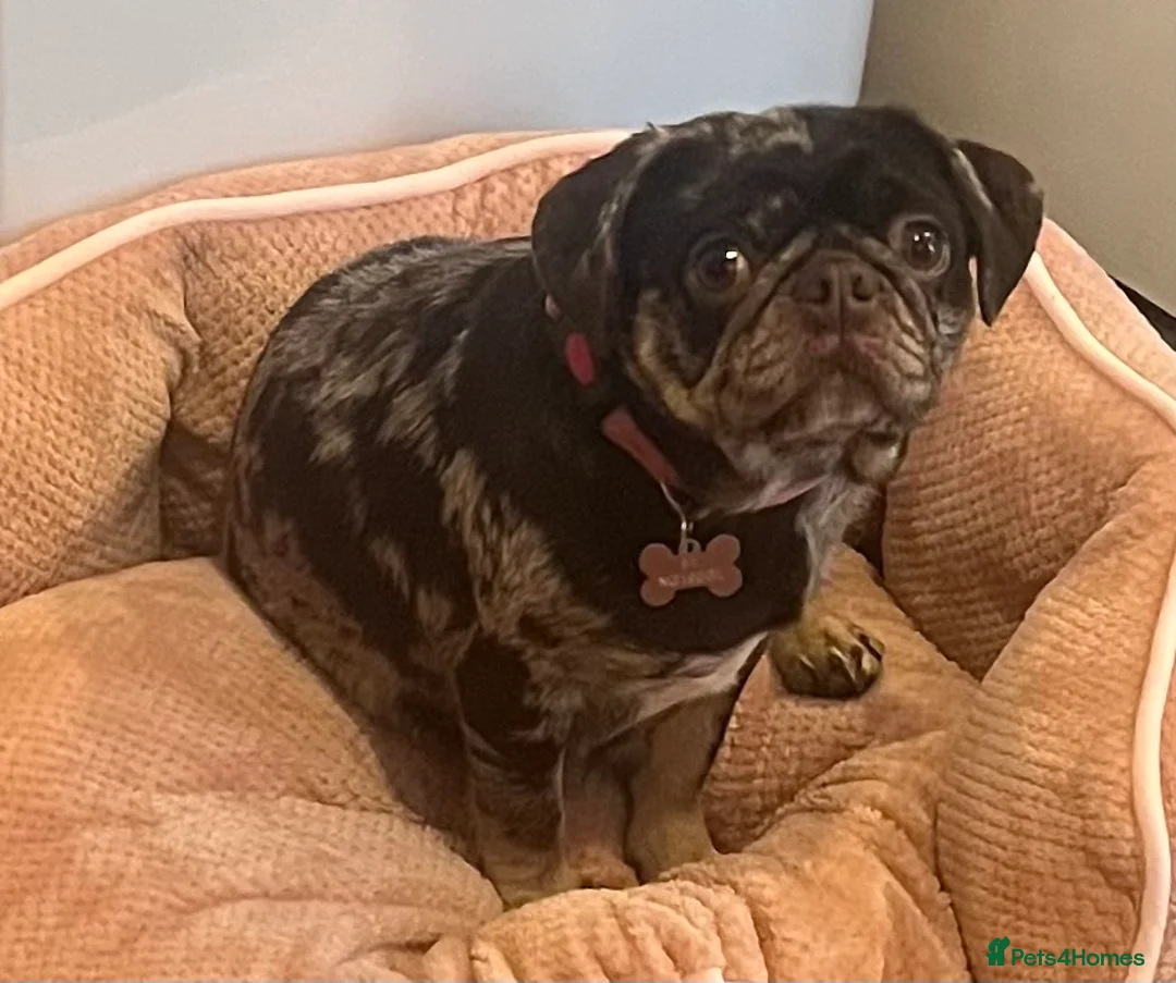 Pug dogs for sale: Beautiful Chocolate Merle female  - Advert 5