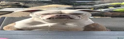 Old Tyme Bulldog dogs for sale: Old tyme bulldogs  in Batley - Advert 1