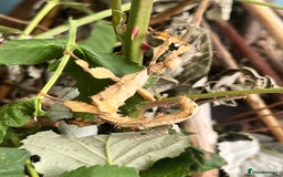Stick Insects invertebrates for sale: Macleay Spectre Prickly Leaf Insects - Image 5