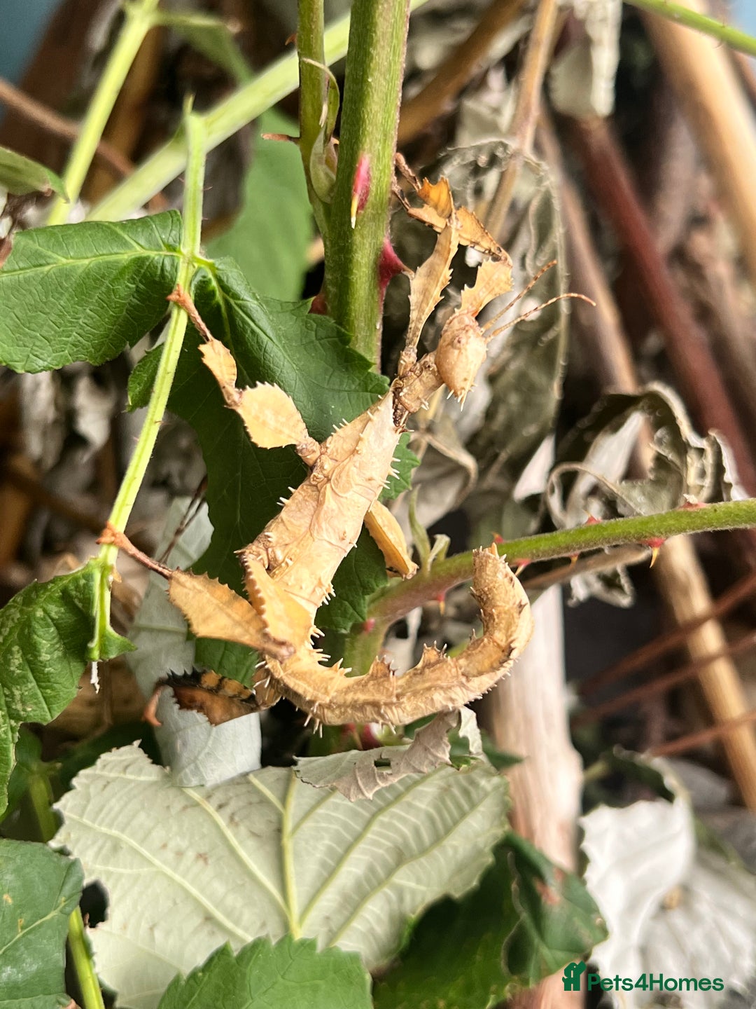 Stick Insects invertebrates for sale: Macleay Spectre Prickly Leaf Insects - Image 5