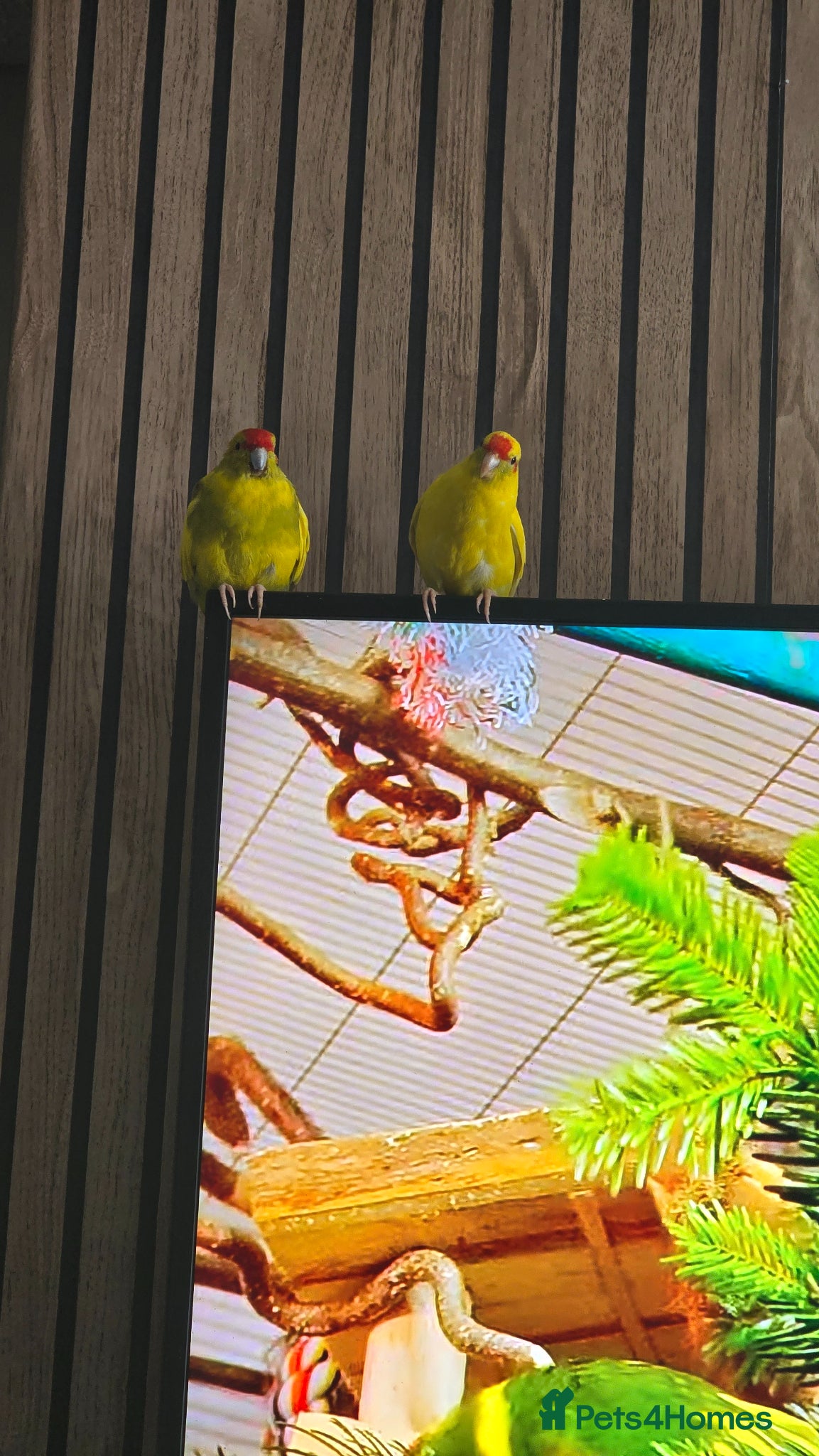 Parakeets birds kakarikis  - Advert 1
