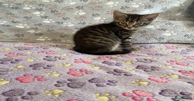 Mixed Breed cats in Waltham Cross - Advert 11
