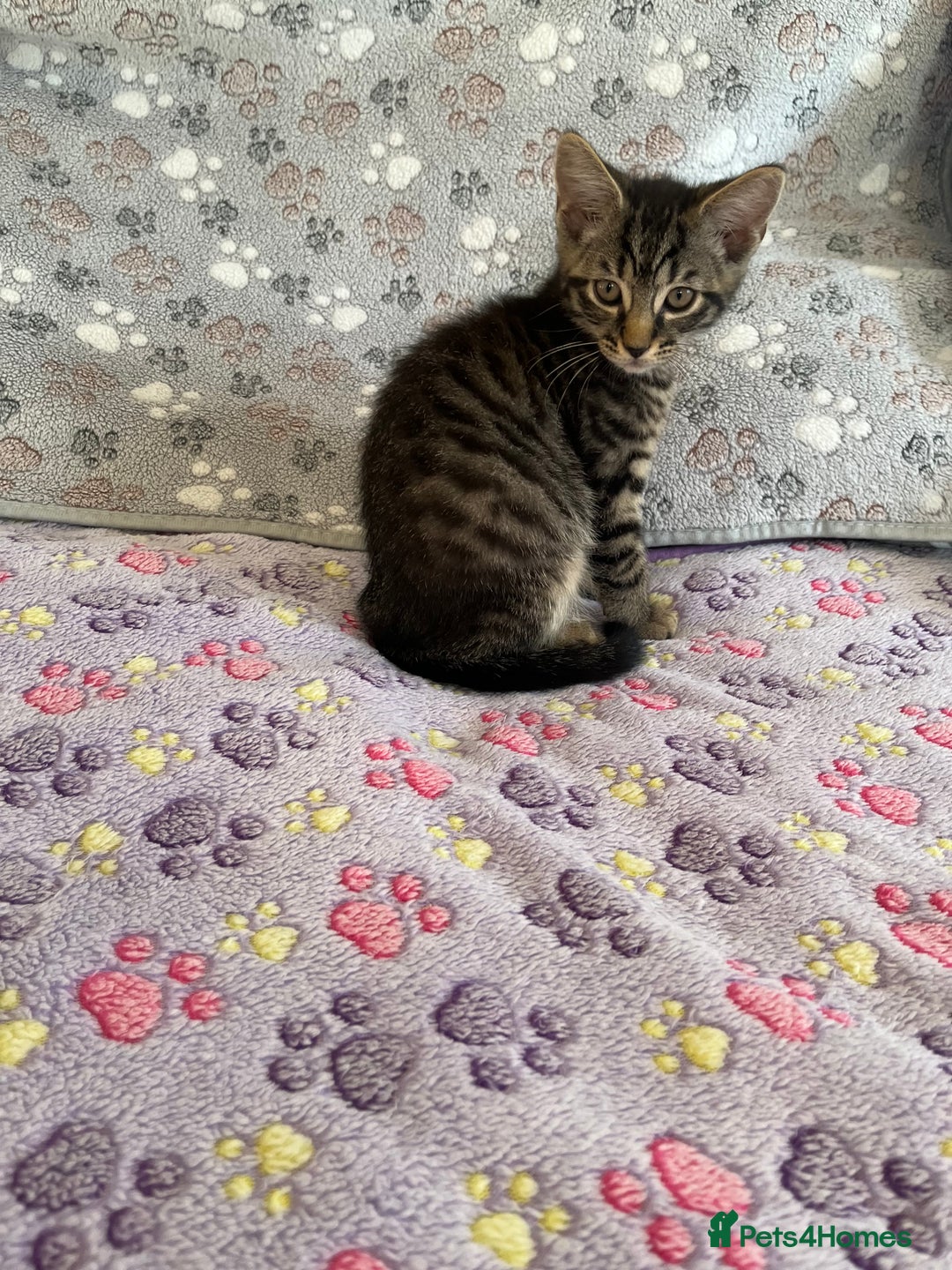 Mixed Breed cats for sale: Mixed breed adorable kittens in Waltham Cross - Image 5
