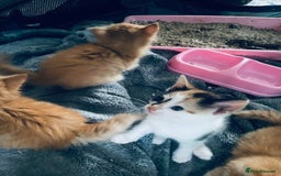 Mixed Breed cats for sale: Fluffy ginger & short fur calico 🐱🤩 - Image 11