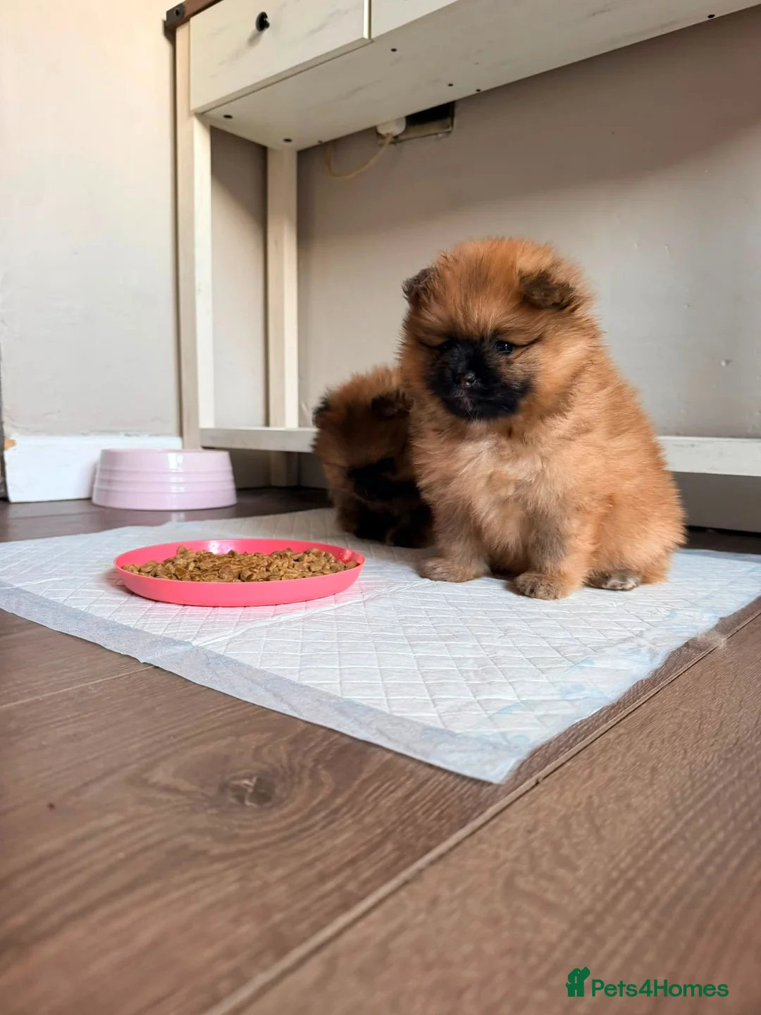 Pomeranian dogs for sale: pure pom puppies looking for their forever home - Advert 1