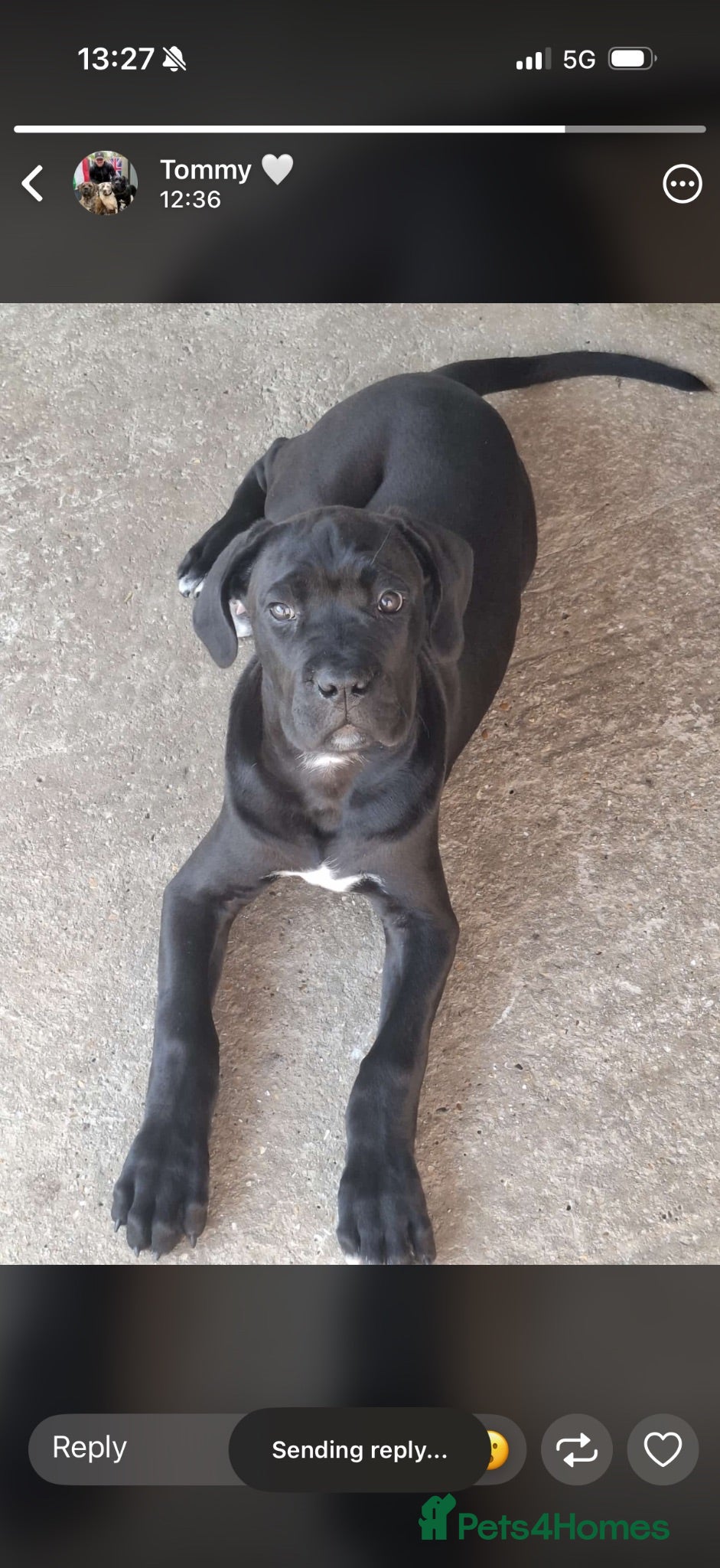 Cane Corso dogs CANE CORSO PUPPIES - Advert 4