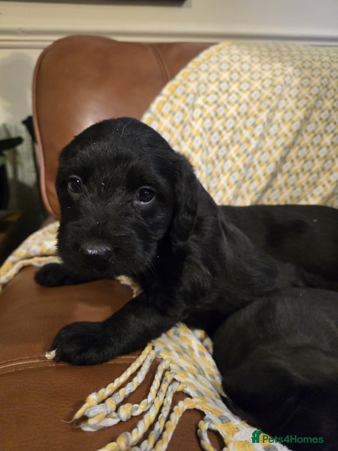 Sproodle dogs for sale: Springer spaniel x miniature poodle  - Advert 3