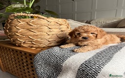 Cockapoo dogs for sale: Miniature f1b Cockapoo puppies DNA health checked - Image 14